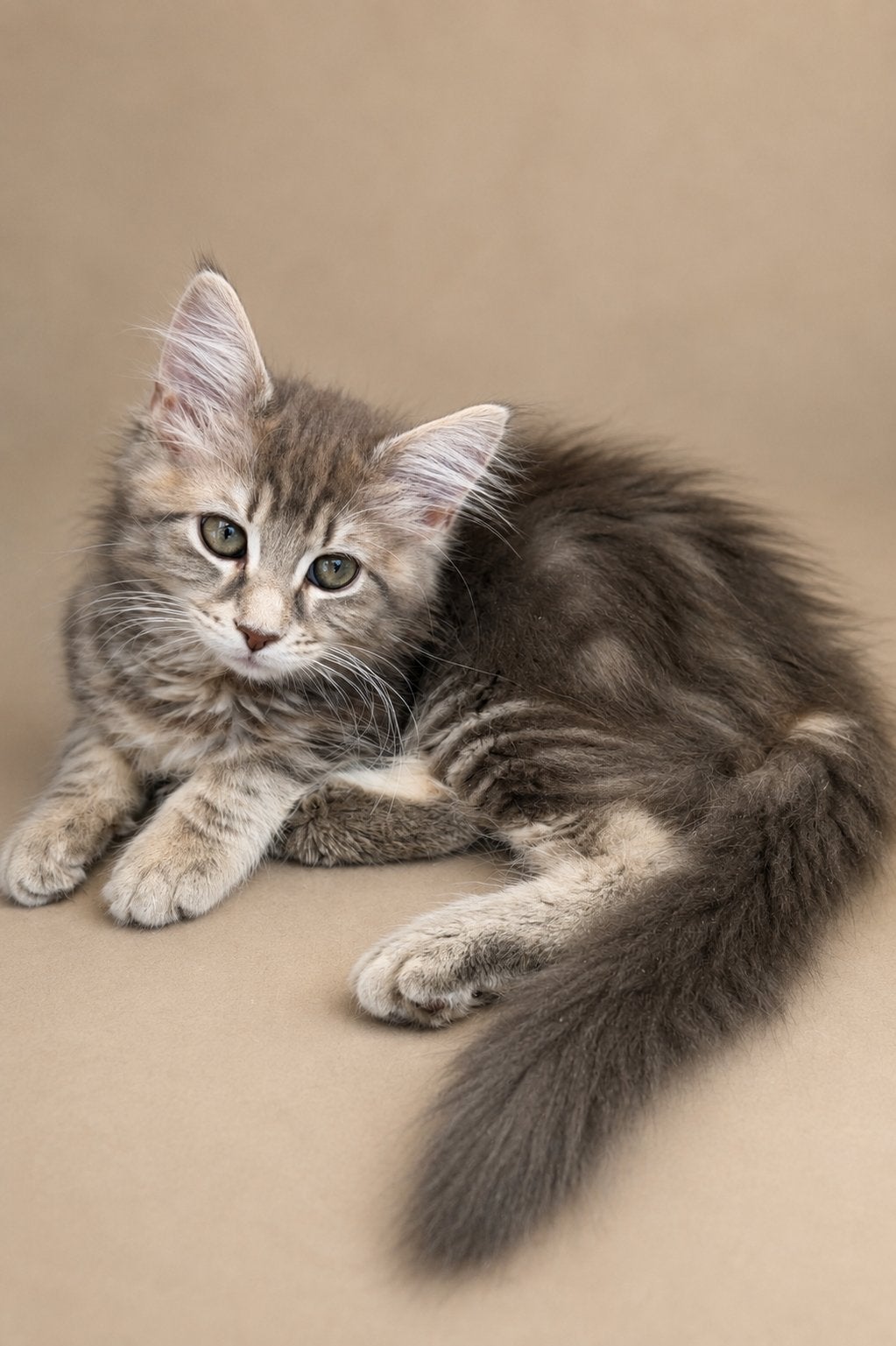 Prachtige Maine coon kittens uit Russische lijnen, Dieren en Toebehoren, Katten en Kittens | Raskatten | Langhaar, Meerdere dieren