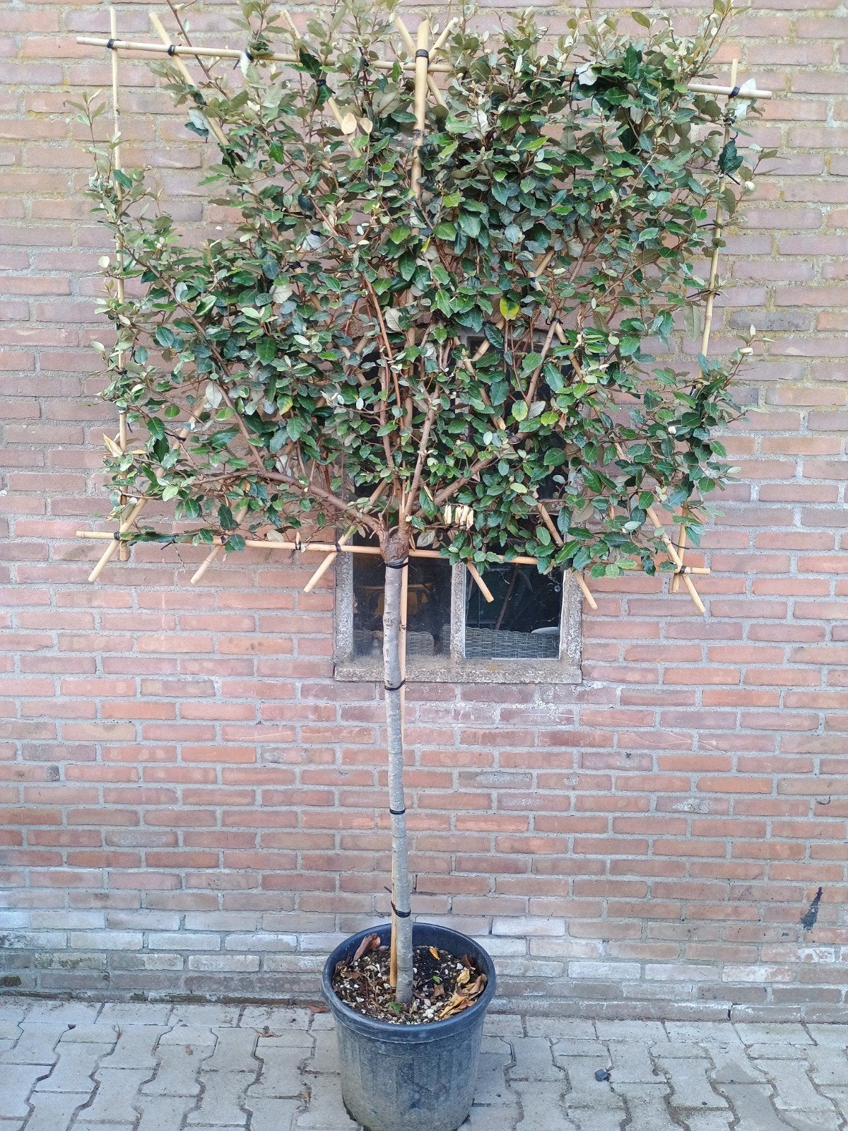 Elaeagnus x ebbingei leiboom - Olijfwilg stamhoogte 120 cm, Ophalen