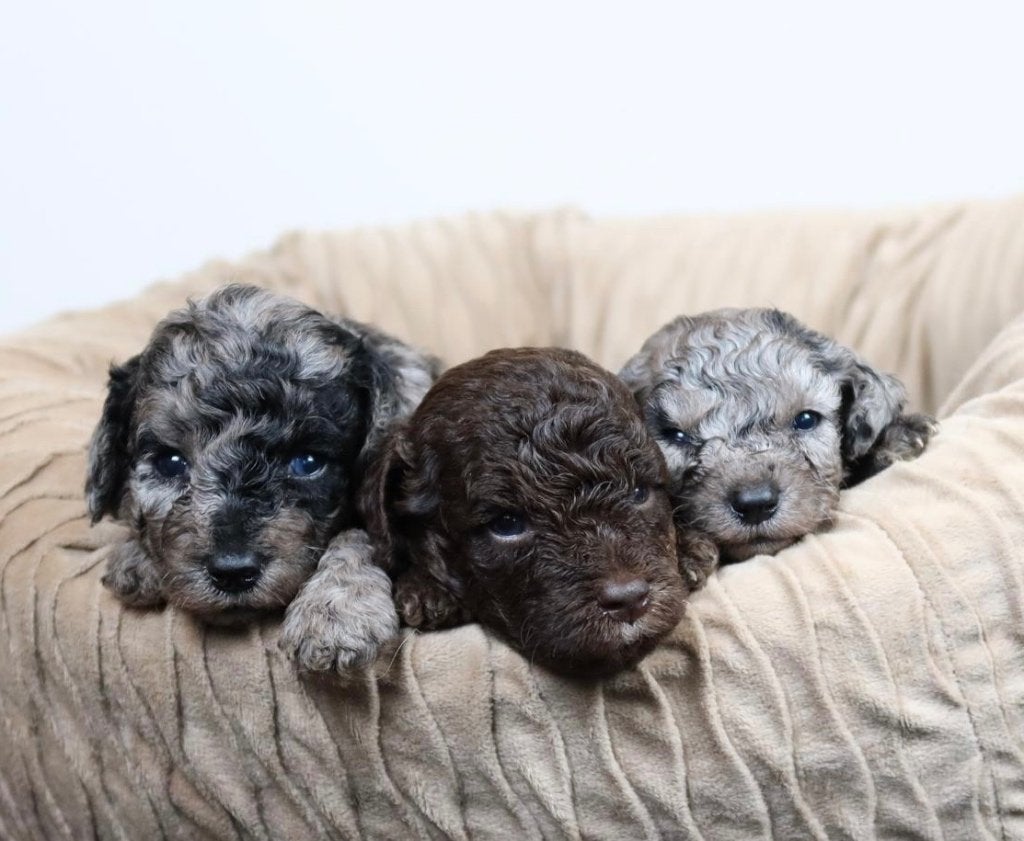 Super knappe mini doodle puppys zoeken gouden mandje!, Overige rassen, 8 tot 15 weken, Meerdere, Meerdere dieren
