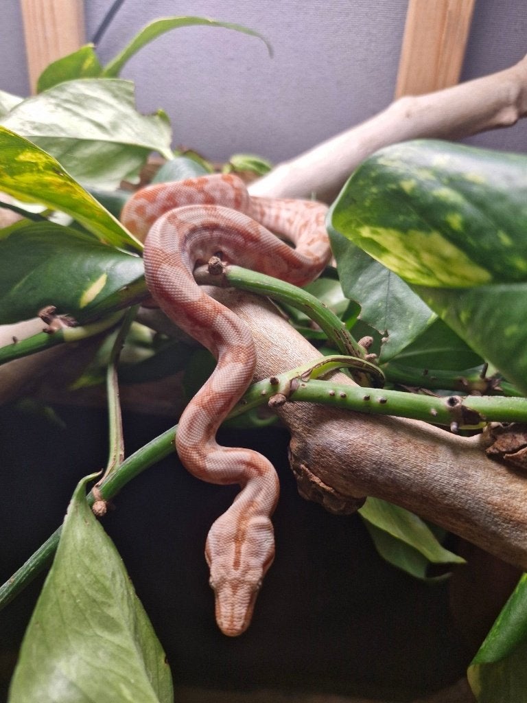 Jonge boa constrictors (Hypo het Albino T+50% het leopard, S, Dieren en Toebehoren, Slang, 0 tot 2 jaar