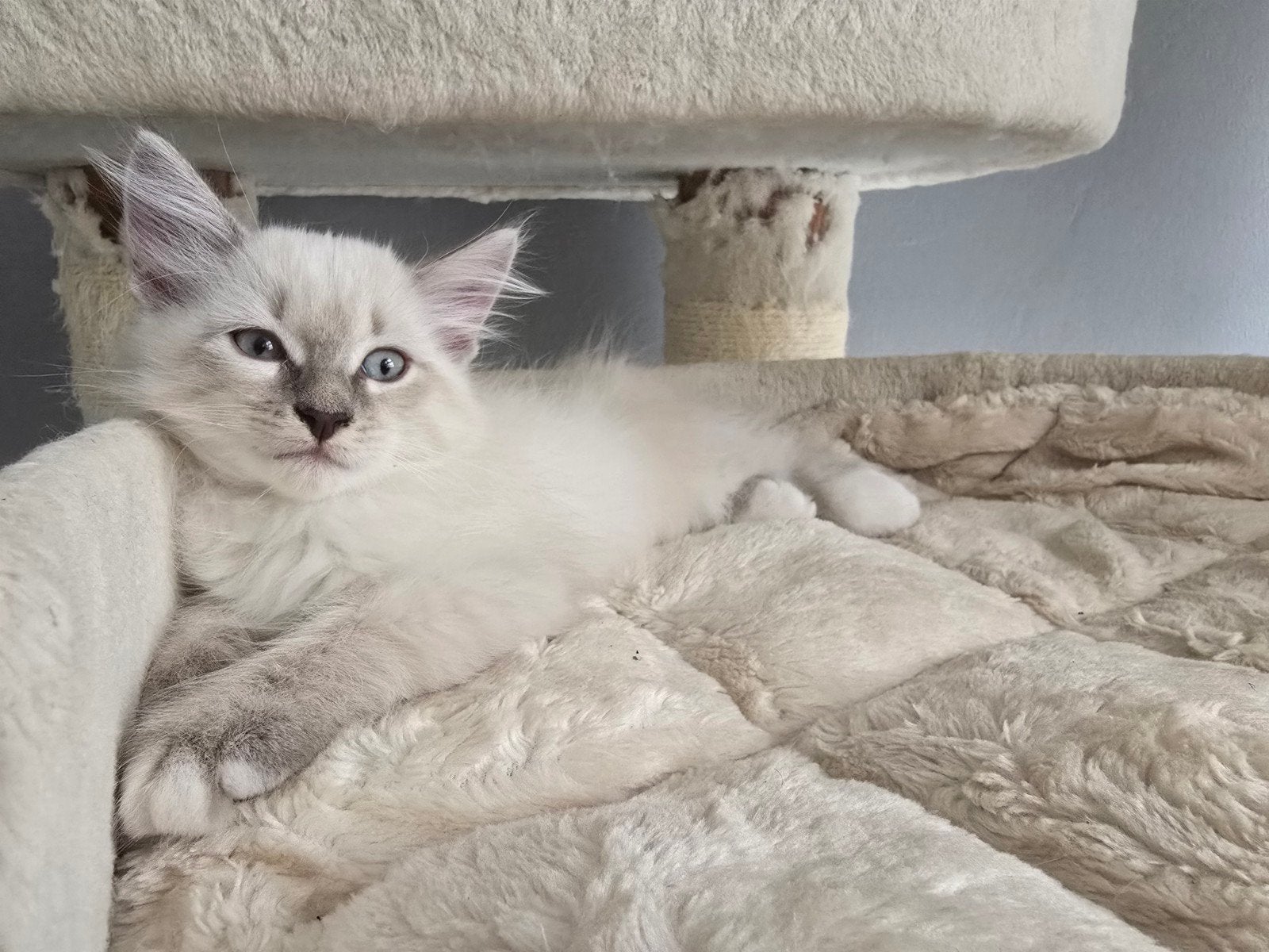 Siberische kittens Neva Masquerade HYPOALLERGIESCHE, Meerdere dieren, Gechipt, 0 tot 2 jaar