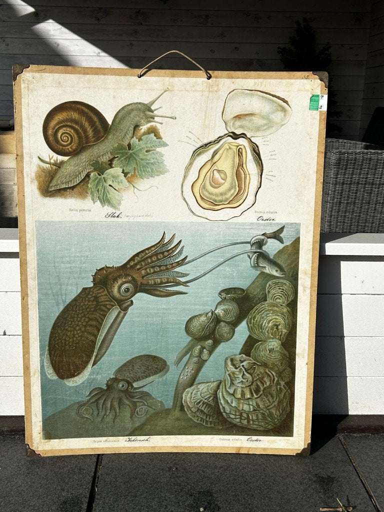 Pijlinktvis, Antiek en Kunst, Antiek | Schoolplaten, Ophalen of Verzenden, Natuur en Biologie