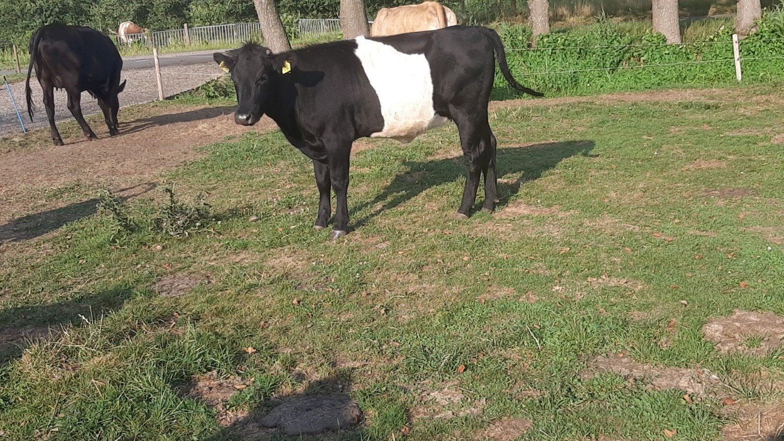 Twee mooie lakenvelder pinken!, Vrouwelijk, 0 tot 2 jaar