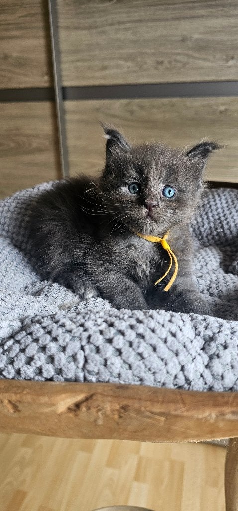 Maine coon kittens xxl met kampioen stamboom Russisch lijn, Dieren en Toebehoren, Katten en Kittens | Raskatten | Langhaar, Meerdere dieren