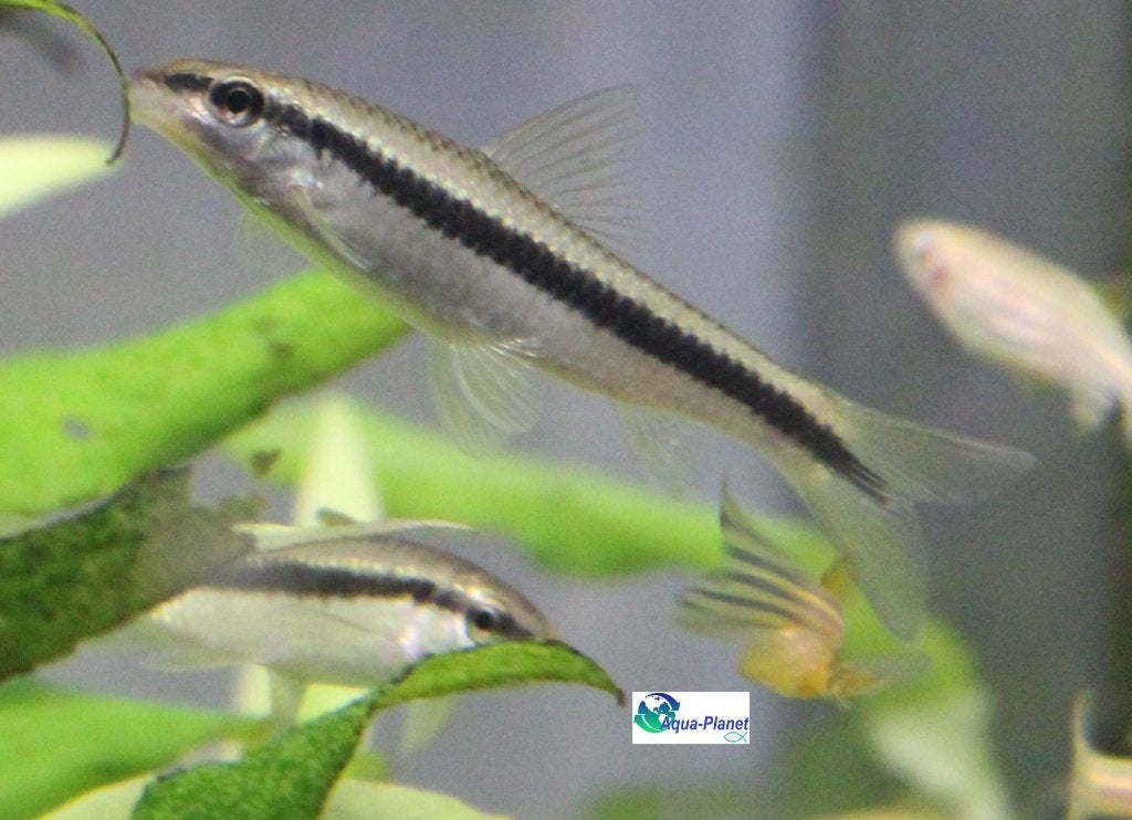 Siamese Algeneter, Vis, Zoetwatervis
