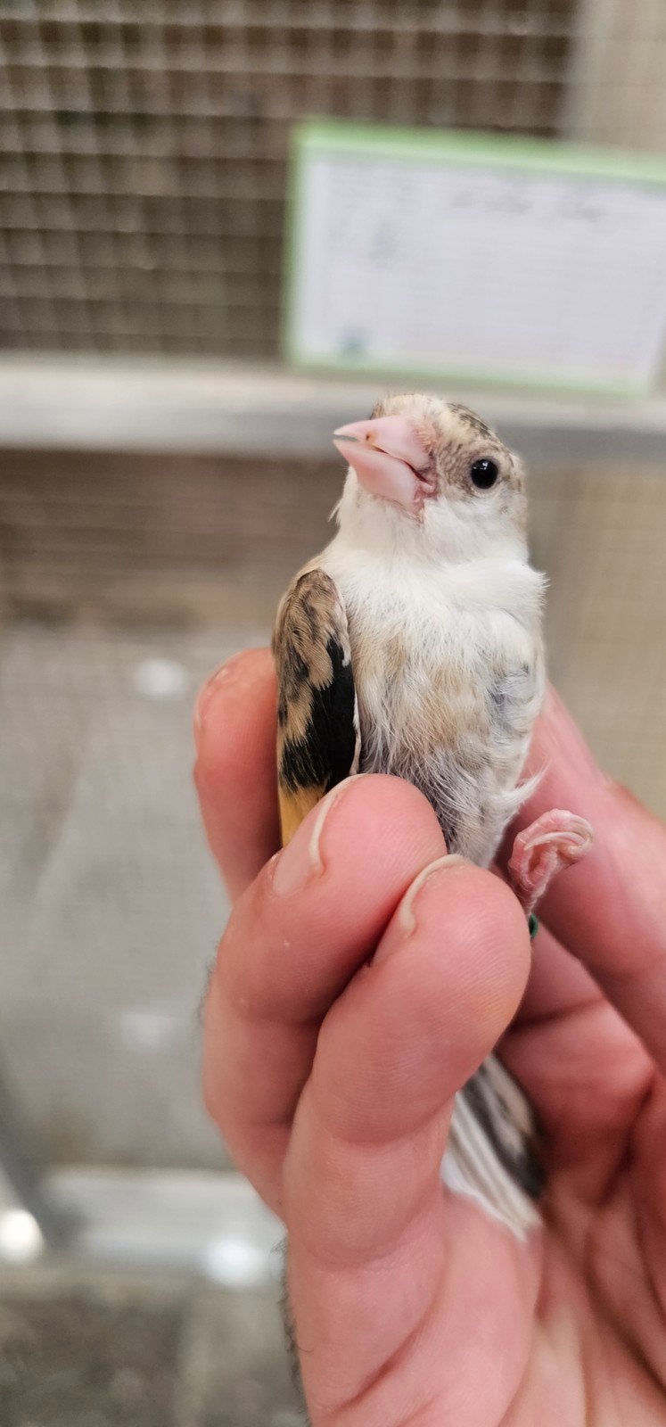 Te koop parva mooie gezonde jongen van 2026, Dieren en Toebehoren, Vogels | Kanaries, Meerdere dieren, Bastaard