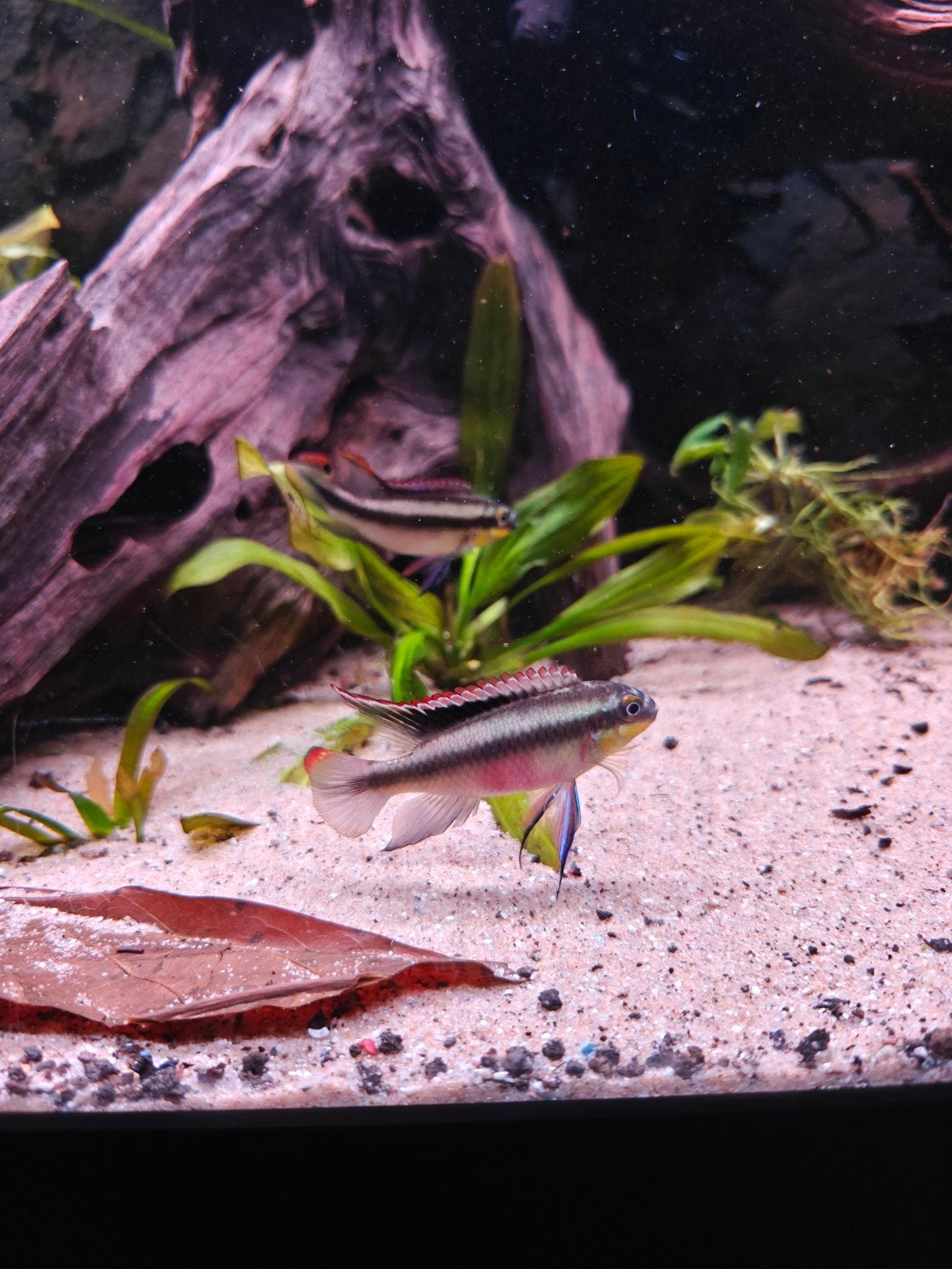 kersenbuik cichliden, Dieren en Toebehoren, Vis