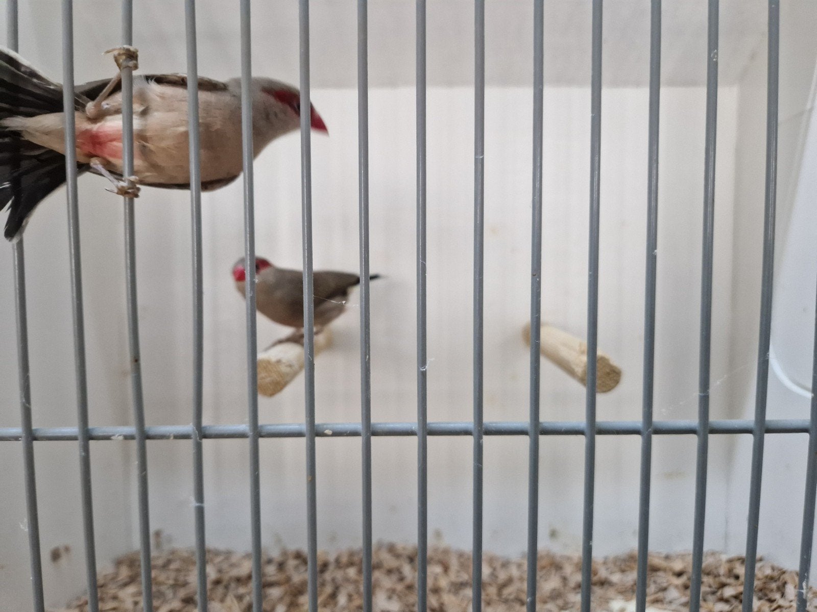 mooi koppel Sint helenafazantjes, Dieren en Toebehoren, Meerdere dieren, Geringd