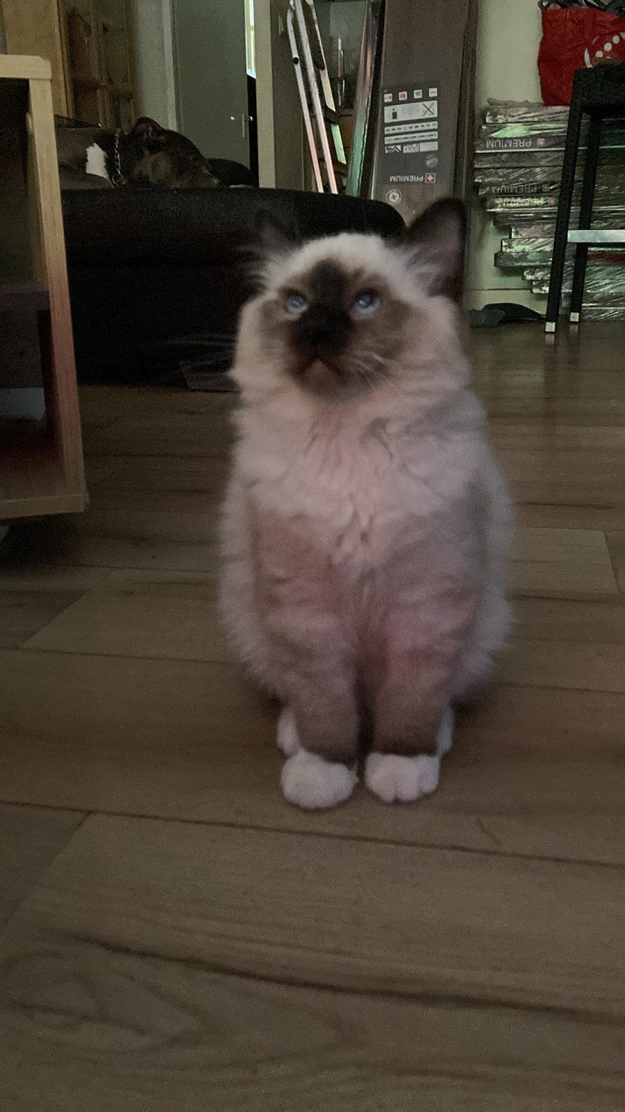 Heilige birmaan kitten (4 maanden) zoekt nieuwe baasje!, Kater, Gechipt, 0 tot 2 jaar
