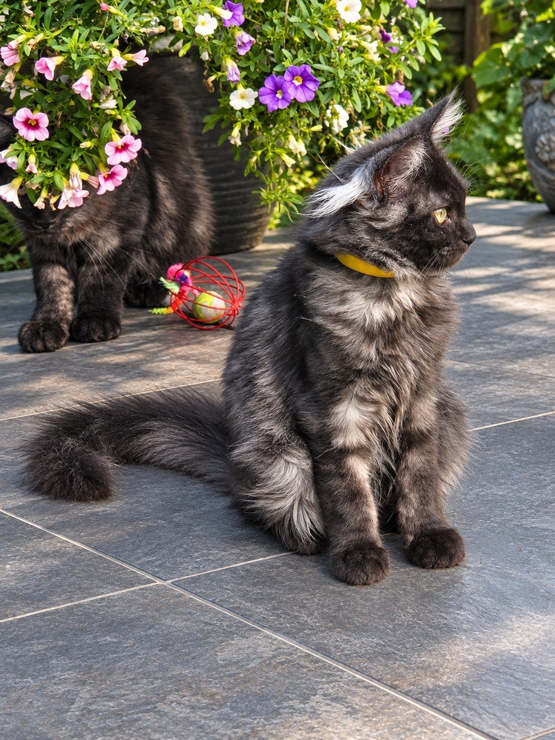 100% Maine Coon., Dieren en Toebehoren, Poes, Gechipt, 0 tot 2 jaar