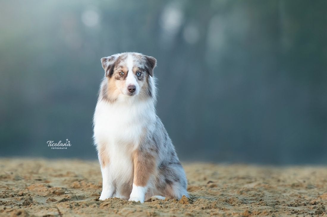 Miniature amercian shepherd en australian shepherd dekreuen, Parvo, Reu, Meerdere, 3 tot 5 jaar