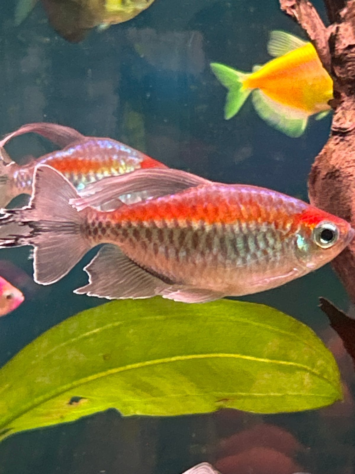 5 congozalm man, Dieren en Toebehoren, Vissen | Aquariumvissen