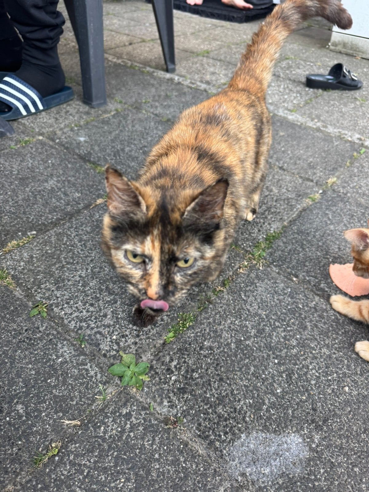 Poes vrouwtje (huis kat), Poes
