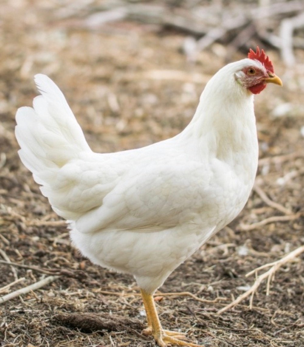 Witte leghorn aan de leg, Vrouwelijk, Kip