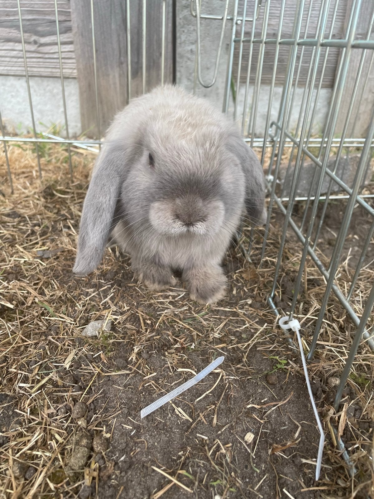 Lief tam konijn, Dieren en Toebehoren