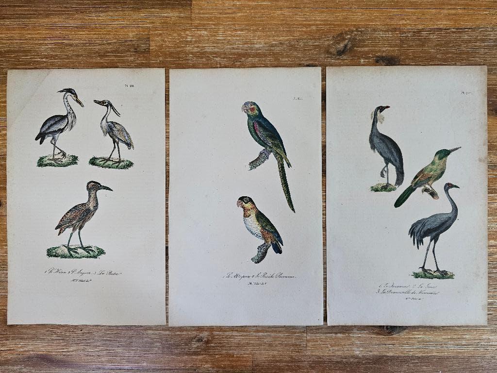 Buffon, 3 handgekleurde kopergravures vogels uit 1838, Antiek en Kunst, 26 cm, 1800 - 1899, Verzenden, Gravure