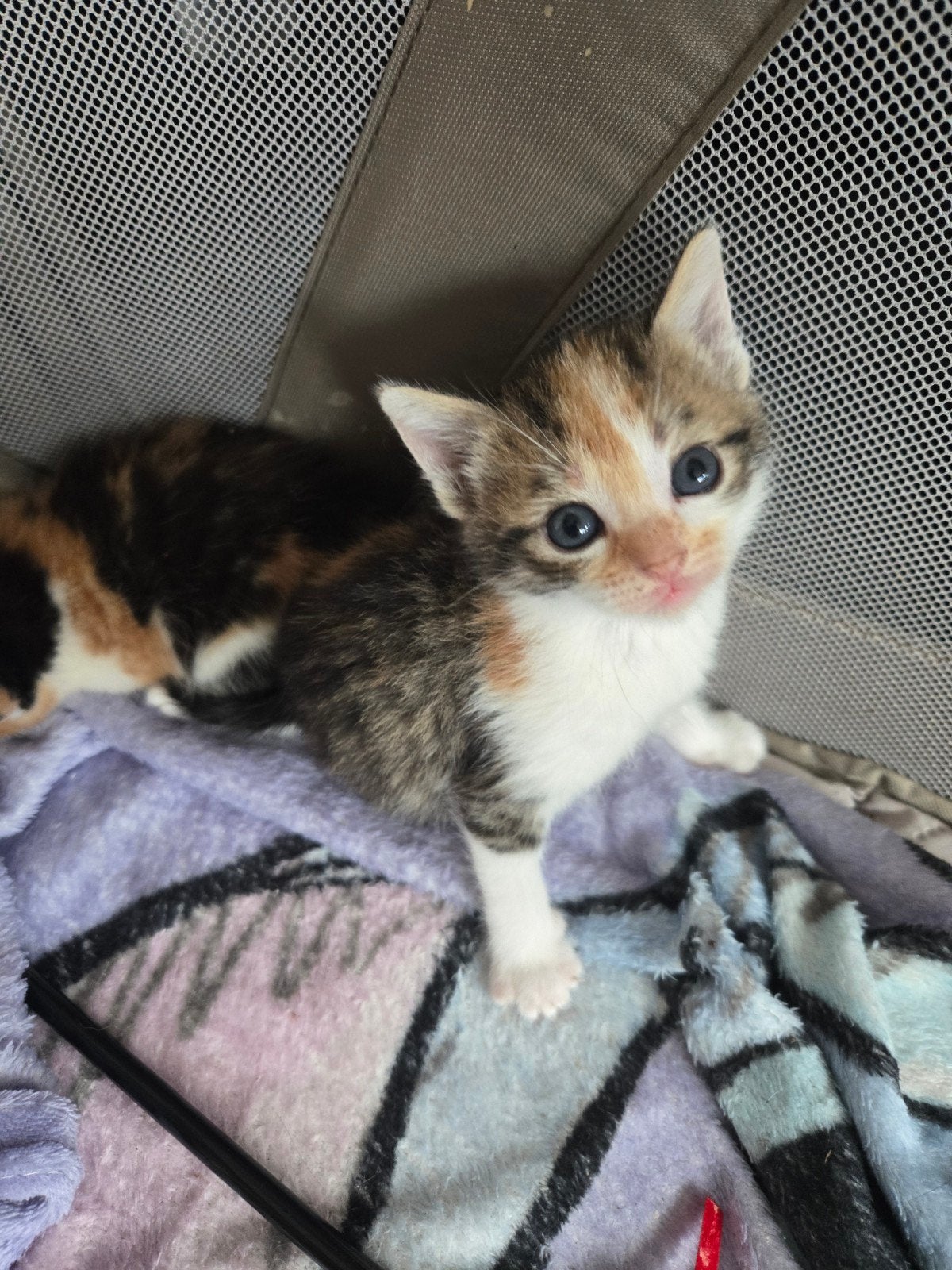 kittens 4 vrouwtjes lapjes, Dieren en Toebehoren, Poes