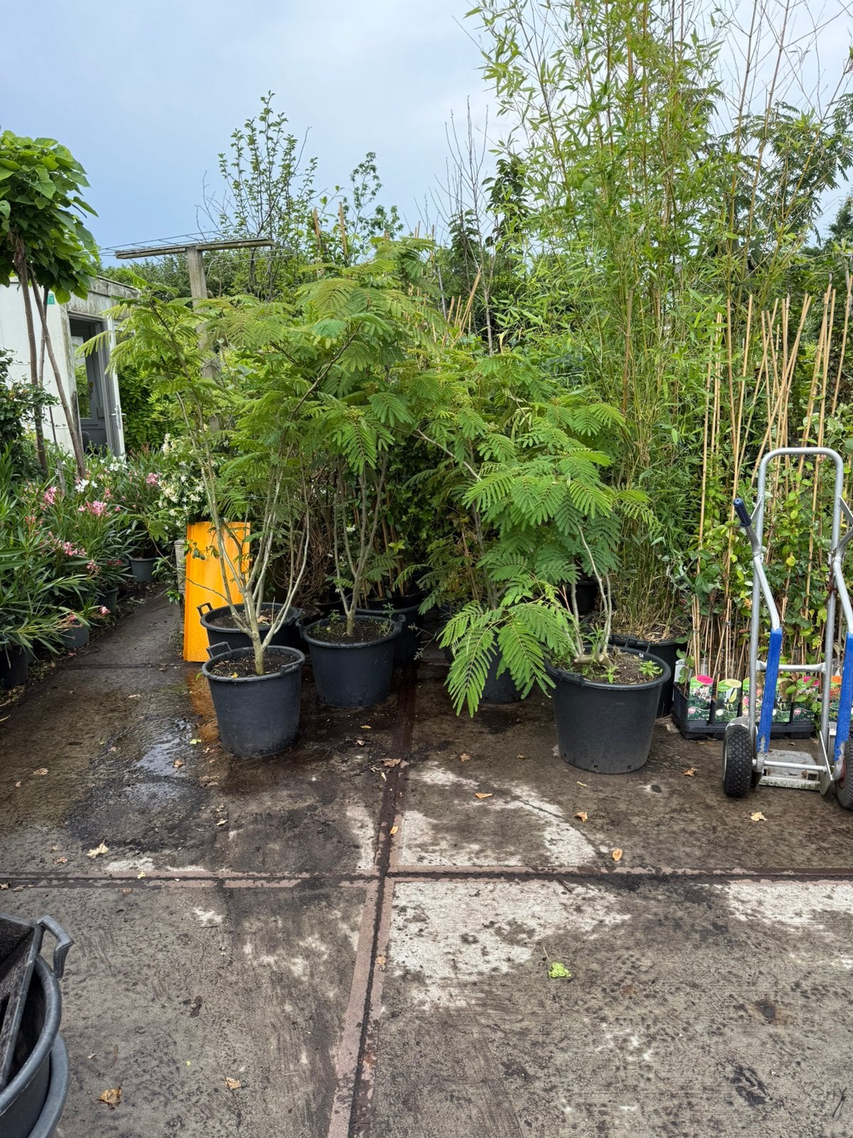 Albizia of slaap bboom struik meer stammig bol in knop 49,95, Volle zon, Vaste plant, Zomer, Ophalen