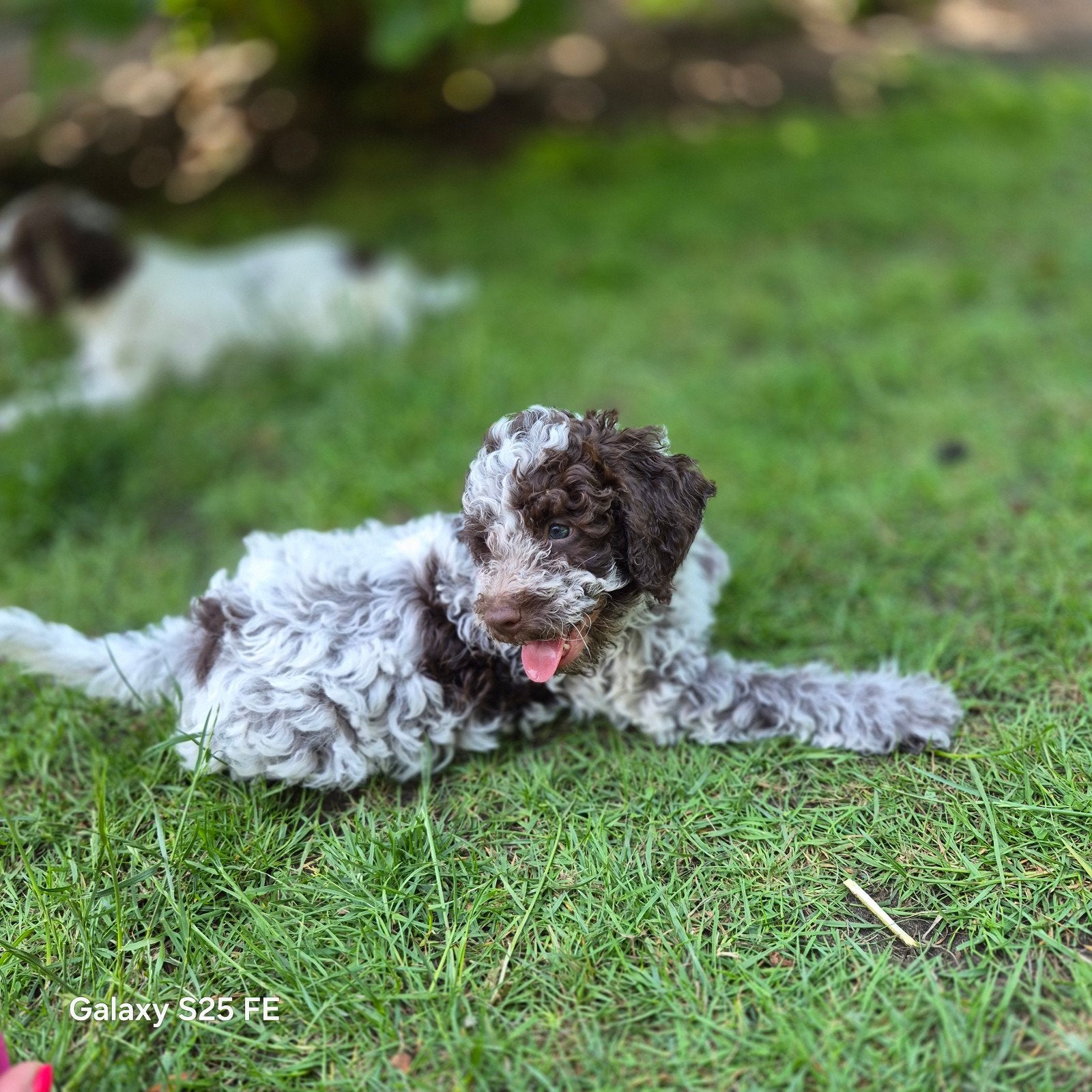 Italiaanse waterhond, Lagotto Romagnolo, België, Parvo, Particulier, Overige rassen