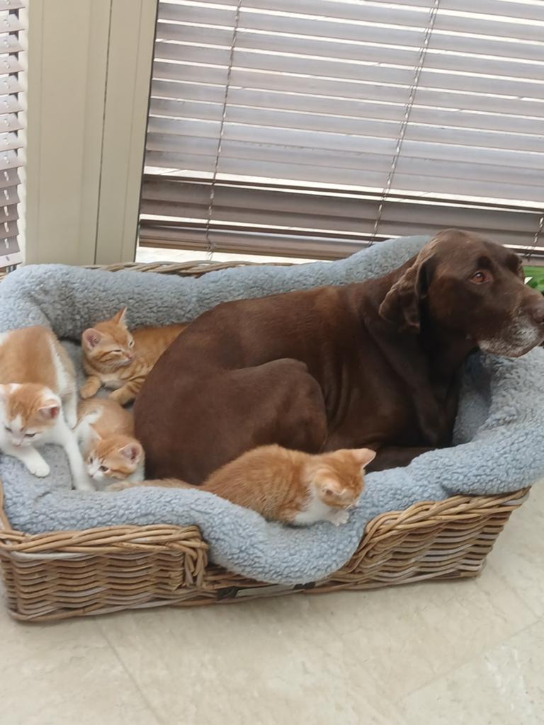 Lieve rood-witte kittens zoeken warm huisje, Meerdere dieren, Kortharig, 0 tot 2 jaar