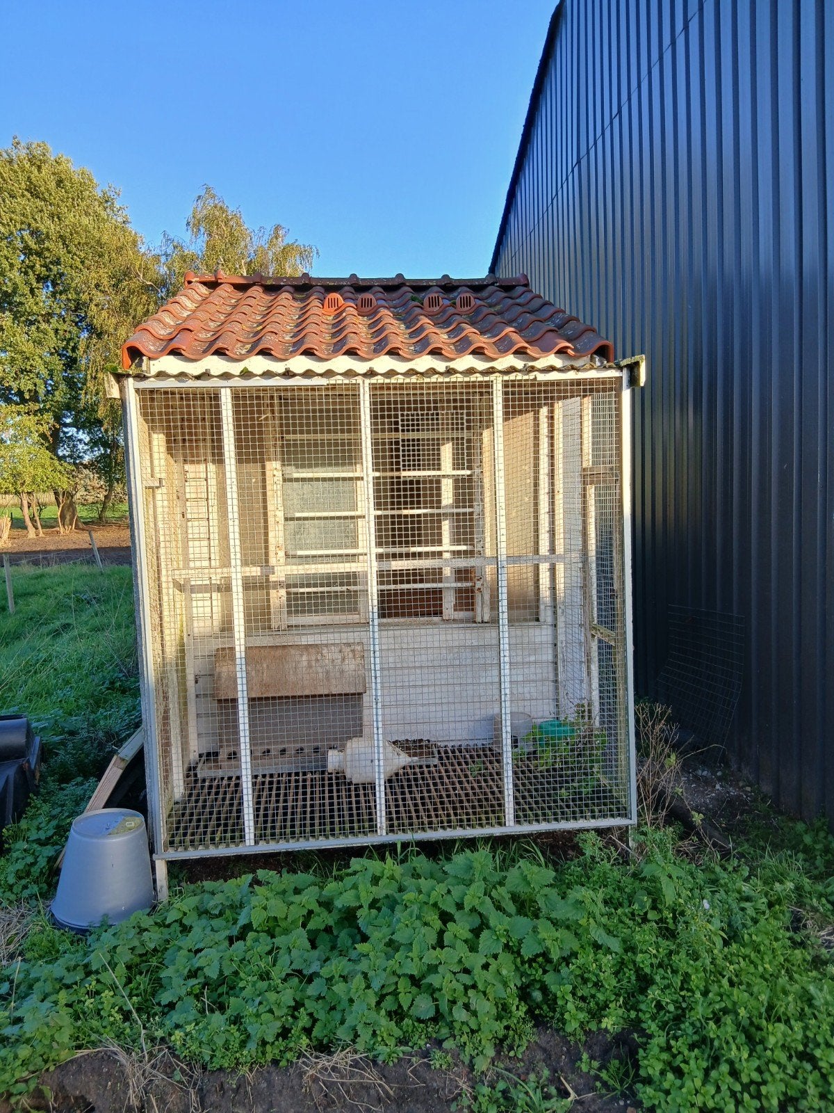 duivenhok met ren, Dieren en Toebehoren, Mannelijk, Postduif