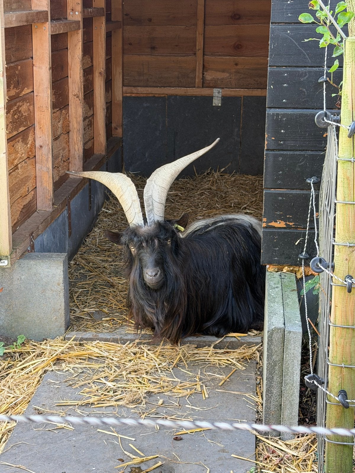 Wallische bok en geit te koop, Dieren en Toebehoren, Mannelijk, Geit