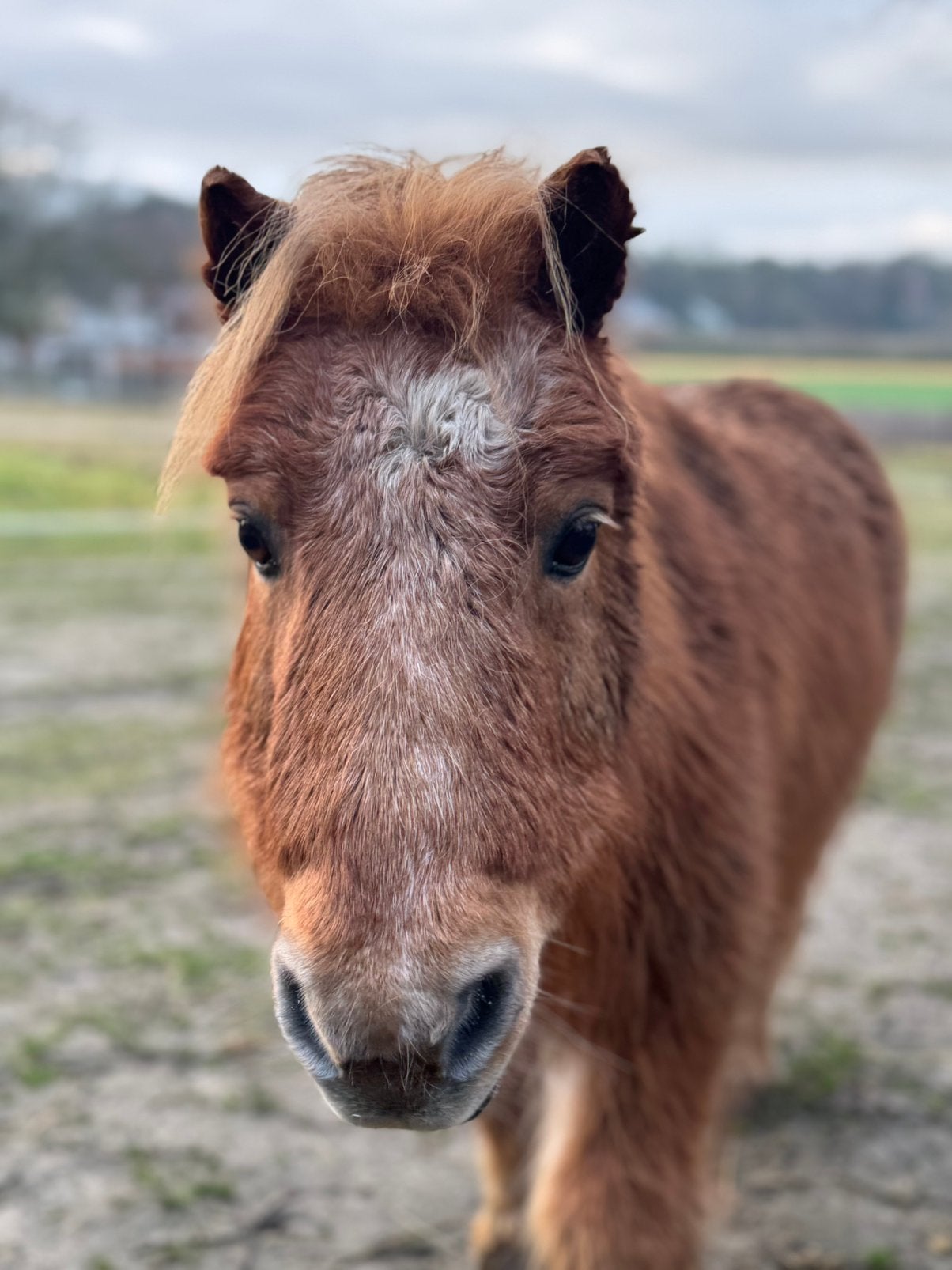Weide maatje gezocht, Dieren en Toebehoren, Stalling, 1 paard of pony