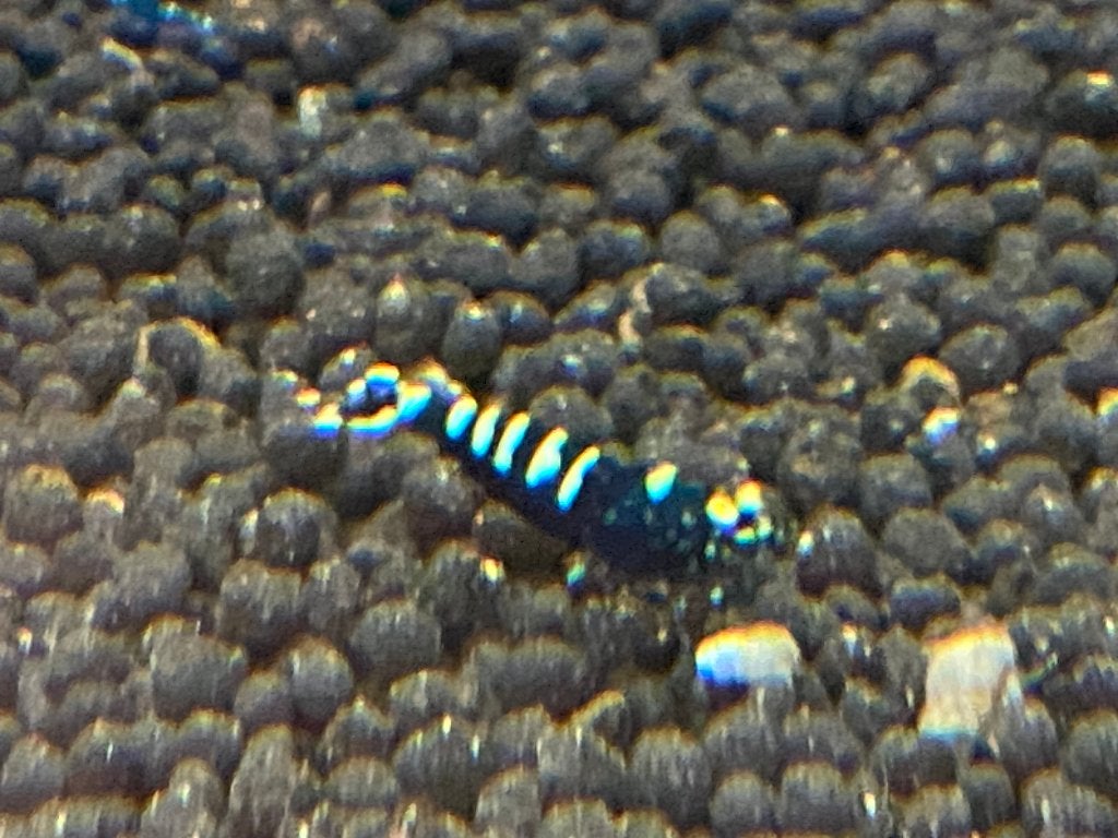 Black Pinto OE (orange eyes), Taiwan Bee OE (orange eyes), Dieren en Toebehoren, Kreeft, Krab of Garnaal, Zoetwatervis