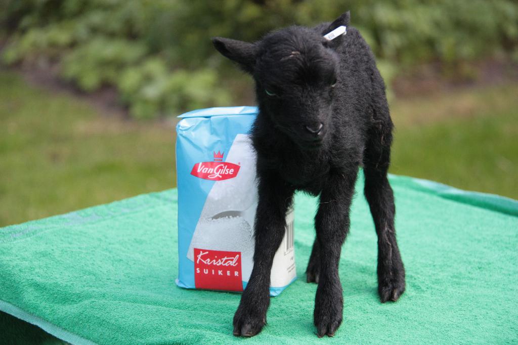 Ouessant schapen -  stamboekooien reserveren / wei gezocht, Dieren en Toebehoren, Meerdere dieren, Schaap
