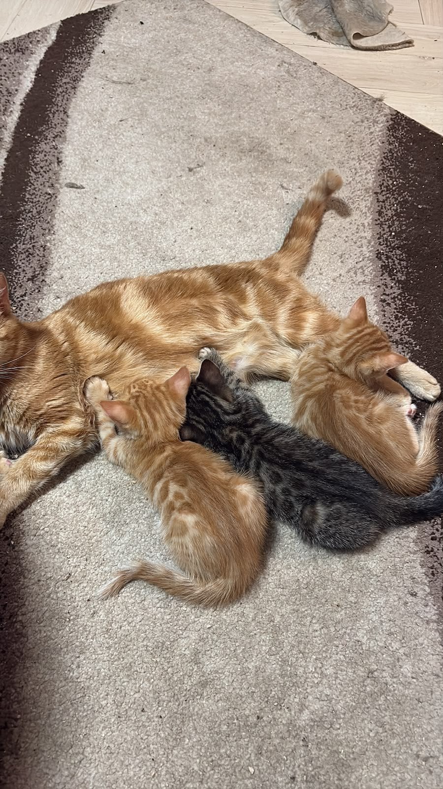 halfbengalse kittens, Dieren en Toebehoren, Meerdere dieren, Ontwormd, 0 tot 2 jaar