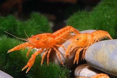 Cpo Kreeftjes Cambarellus patzcuarensis, Dieren en Toebehoren, Kreeft, Krab of Garnaal, Zoetwatervis