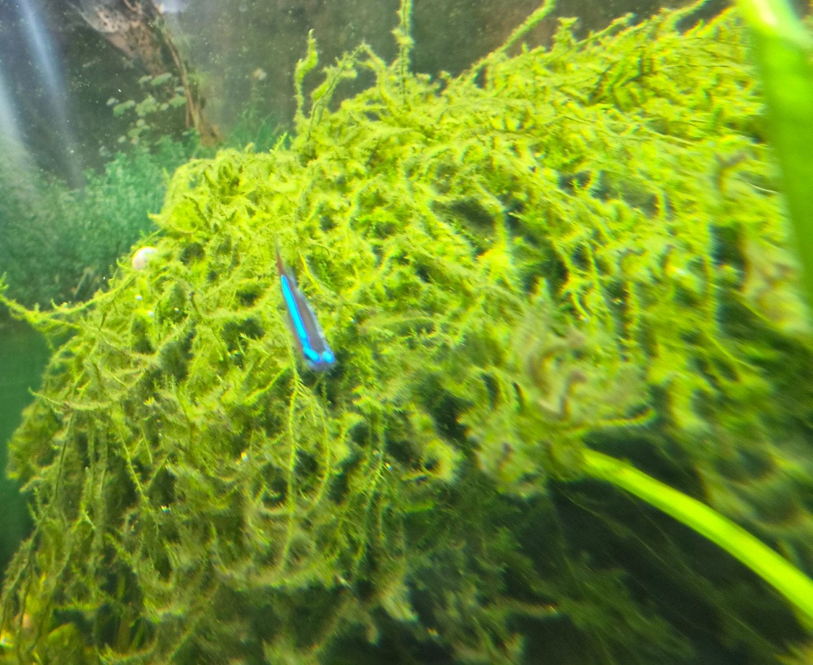 javamos voor aquarium, Ophalen