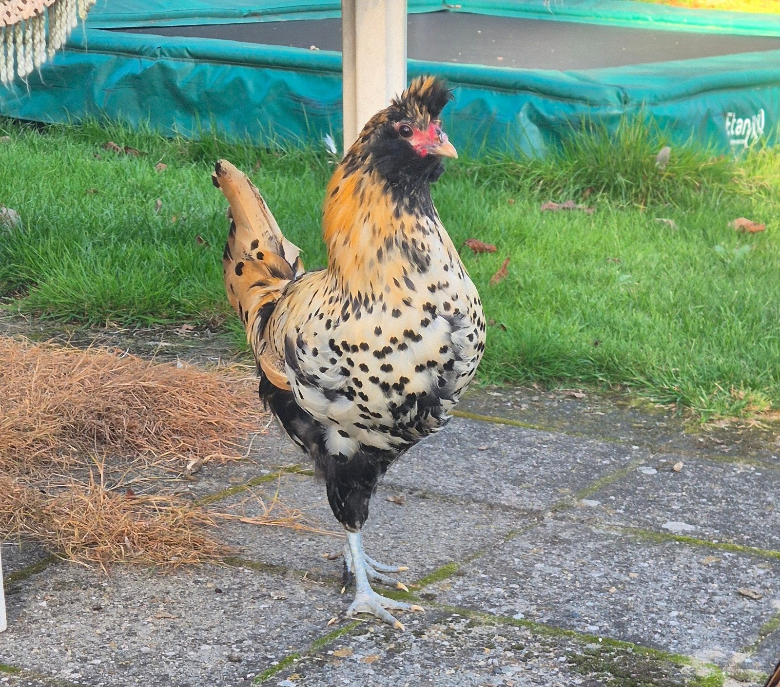 2 Brabanter kippen, Dieren en Toebehoren, Mannelijk, Kip