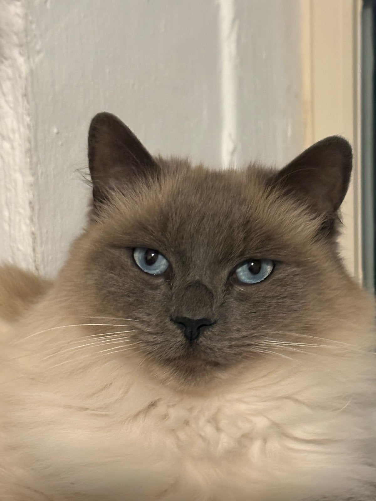 Kruising ragdoll / siamees, kater, gecastreerd, Dieren en Toebehoren, Kater, Langharig, 0 tot 2 jaar