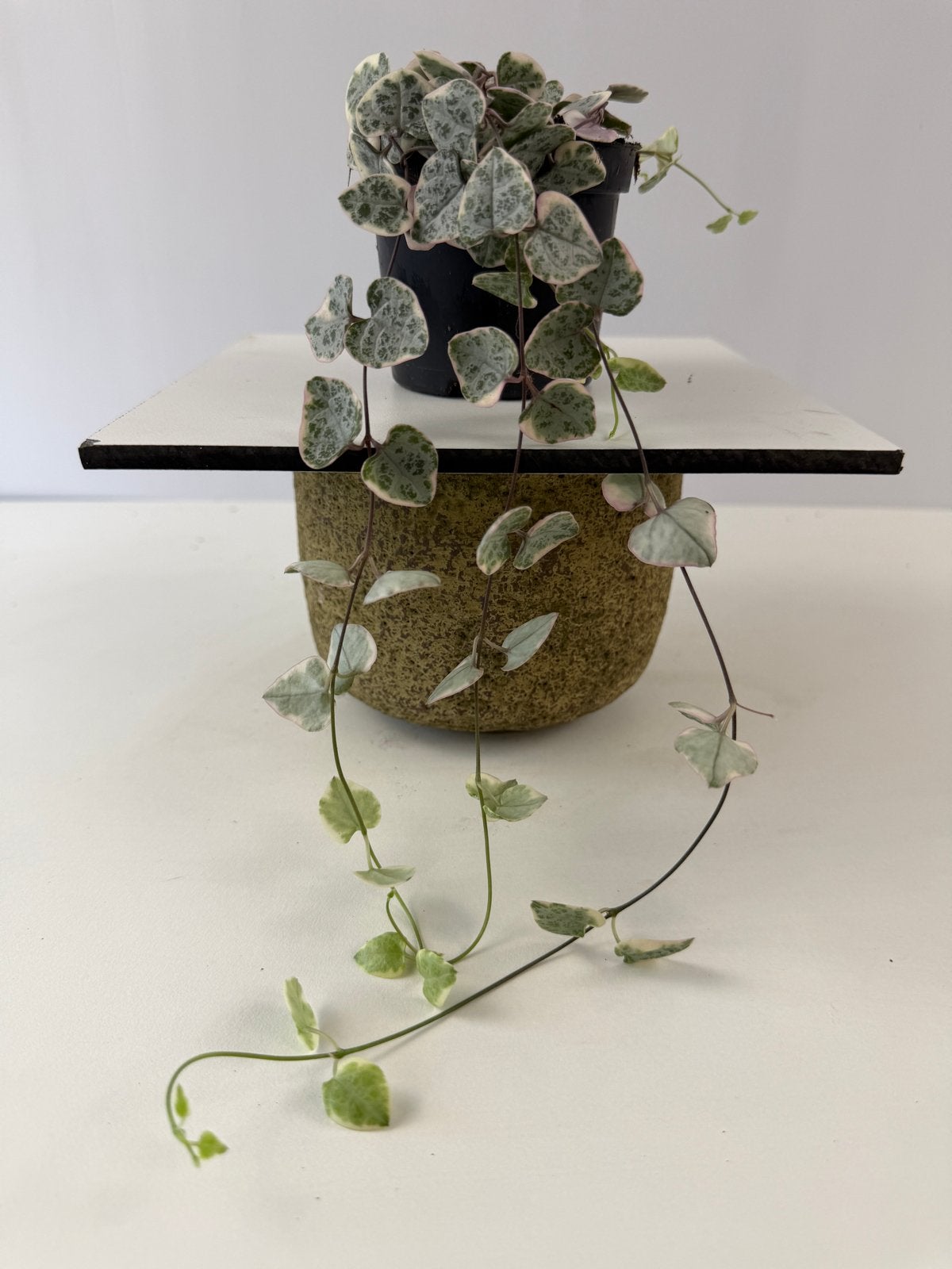 Ceropegia woodii variegata - Hartjesplant - Pot 6, Ophalen of Verzenden