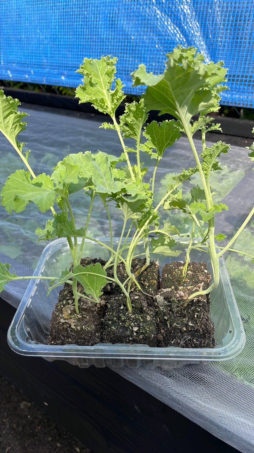 Boerenkool Sla Andijvie  rode bietjes moestuinplantjes, Ophalen, Volle zon, Groenteplanten, Eenjarig