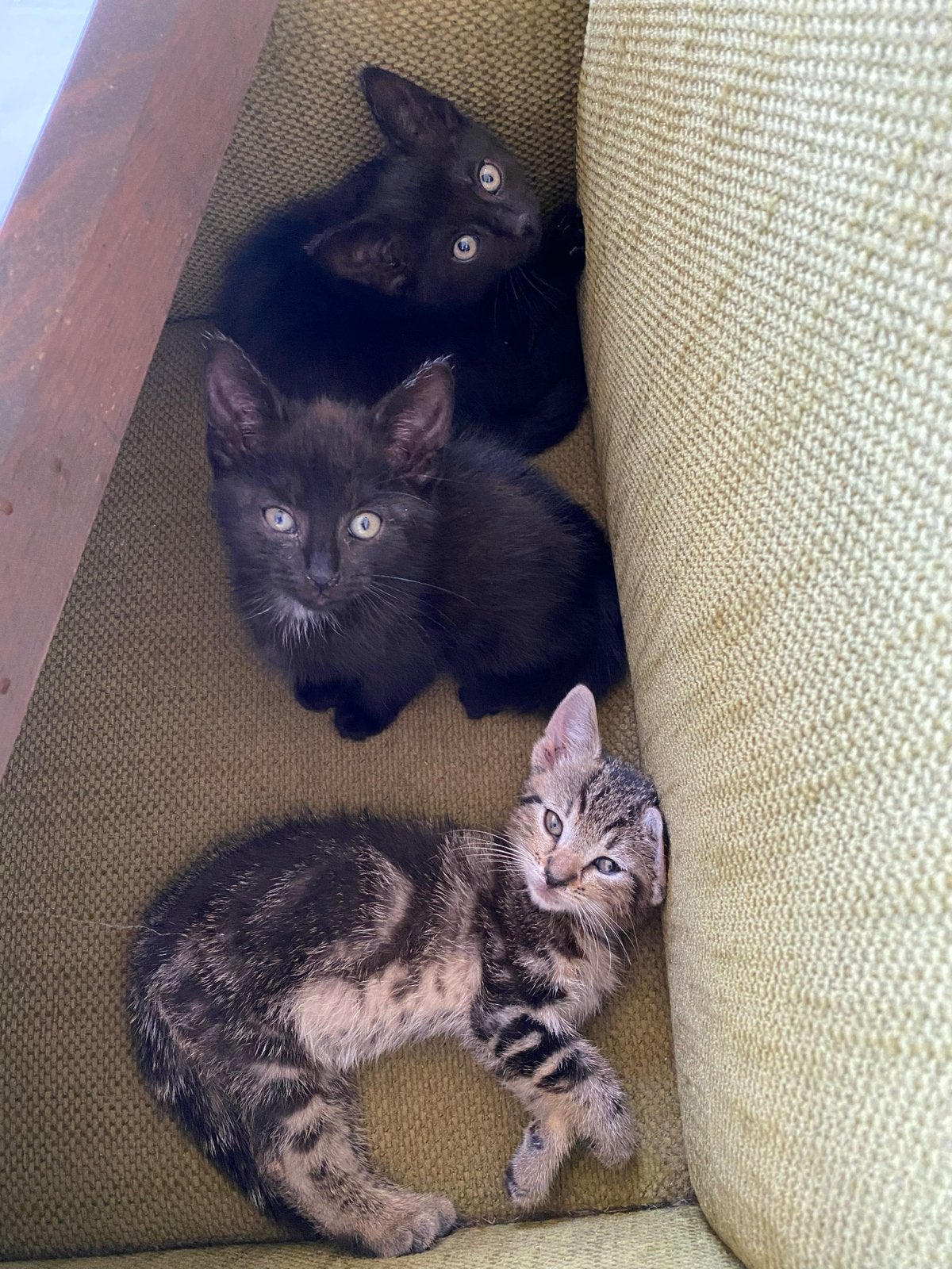 Nog 3 kittens (vrouwtjes) te koop, Meerdere dieren, Kortharig, 0 tot 2 jaar