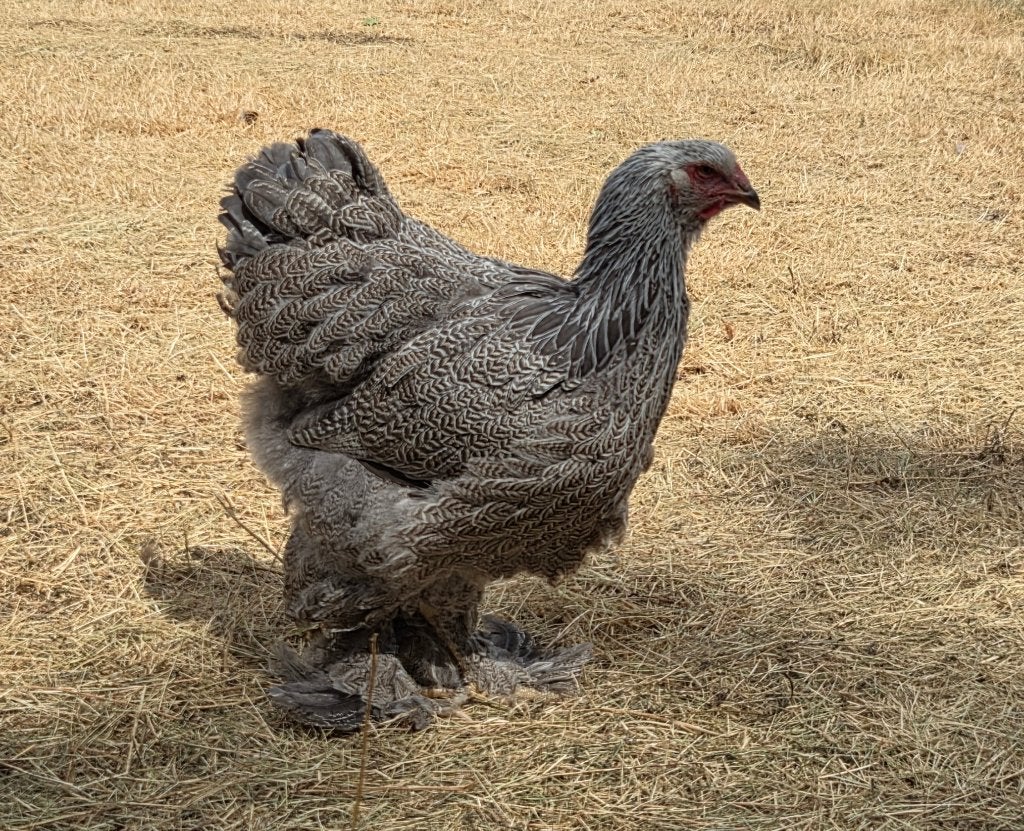 Brahma zilver/zilverblauw hennentjes, Dieren en Toebehoren, Pluimvee, Geslacht onbekend, Kip