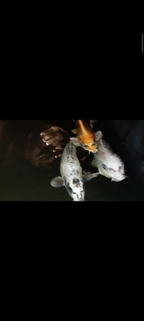 Koi karpers, Karper of Koi