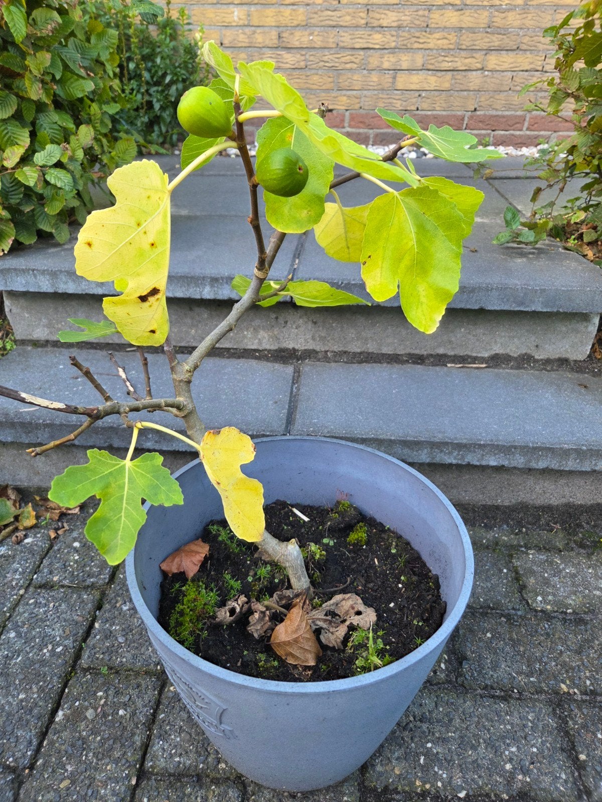 Jonge Vijgenboom zonder pot - met vruchten!, Ophalen, Minder dan 100 cm, Volle zon, Vijgenboom