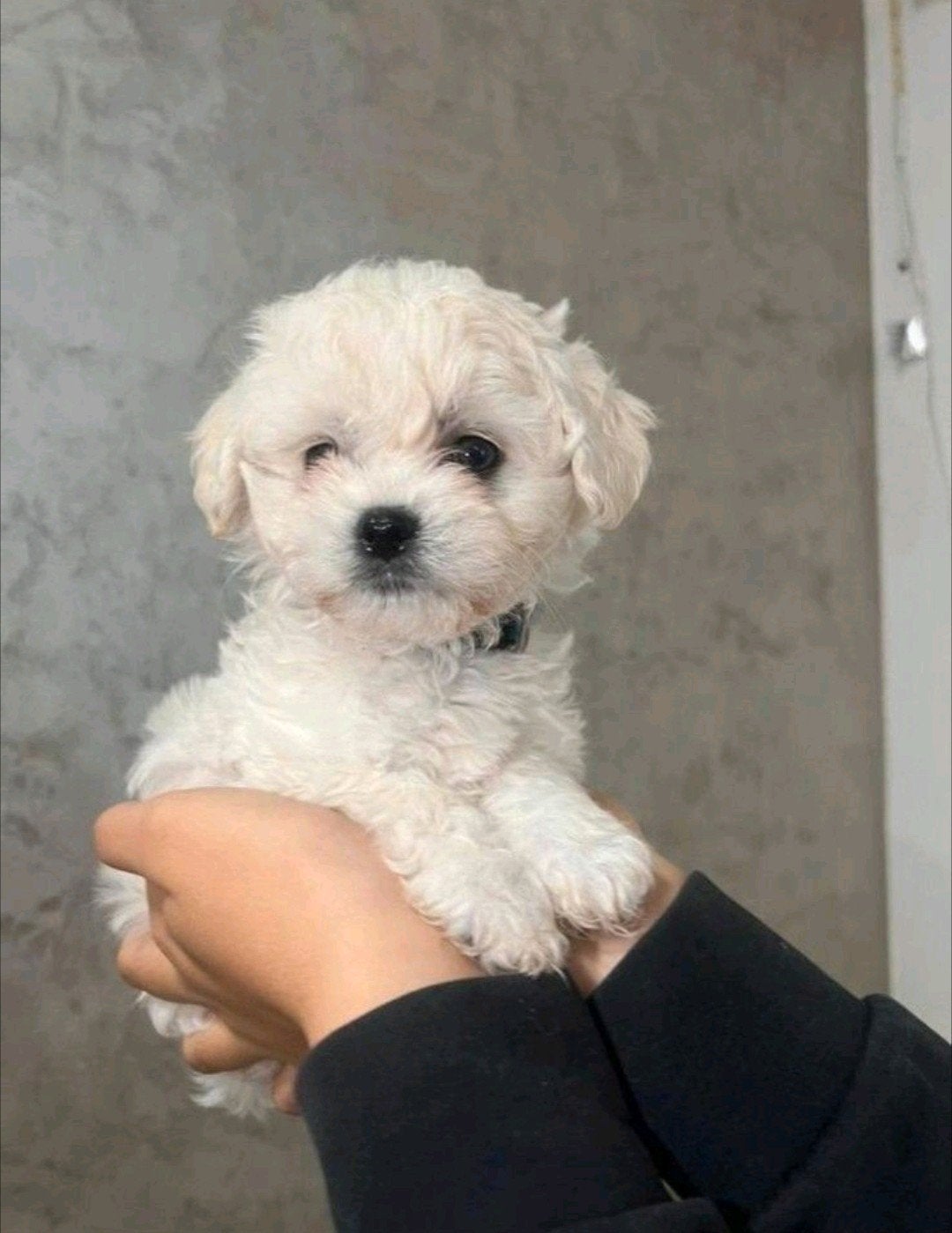 Maltezer x Bichon Frisé pups 1 reutje🐶, Maltezer, 8 tot 15 weken, Meerdere, Meerdere dieren