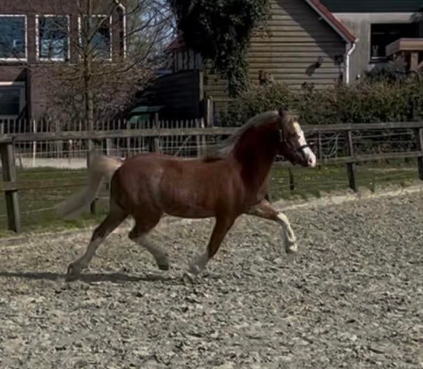 Te koop: talentvolle B-pony ruin met veel potentie, Dieren en Toebehoren, Pony's, Met stamboom, Ruin, 3 tot 6 jaar, B pony (1.17m tot 1.27m)