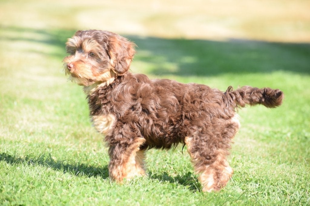 Yorkshire terrier kruising pups, 15 weken tot 1 jaar, Buitenland, Parvo, Meerdere