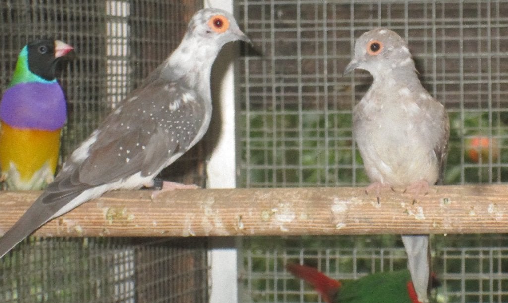 bonte diamantduifjes, Meerdere dieren, Overige soorten
