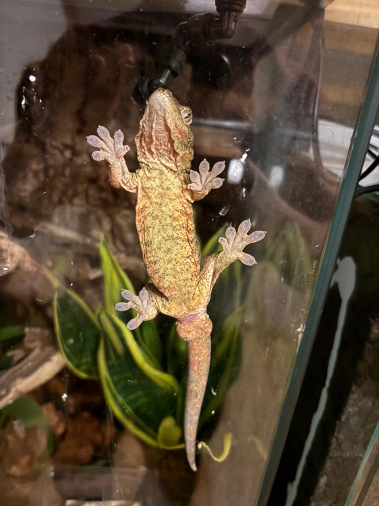 chahoua gecko main land man Leopard Gecko - male for sale from Daan