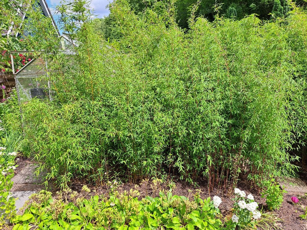 bamboe, bamboeplanten, Ophalen, Bloeit niet, Overige soorten, Halfschaduw