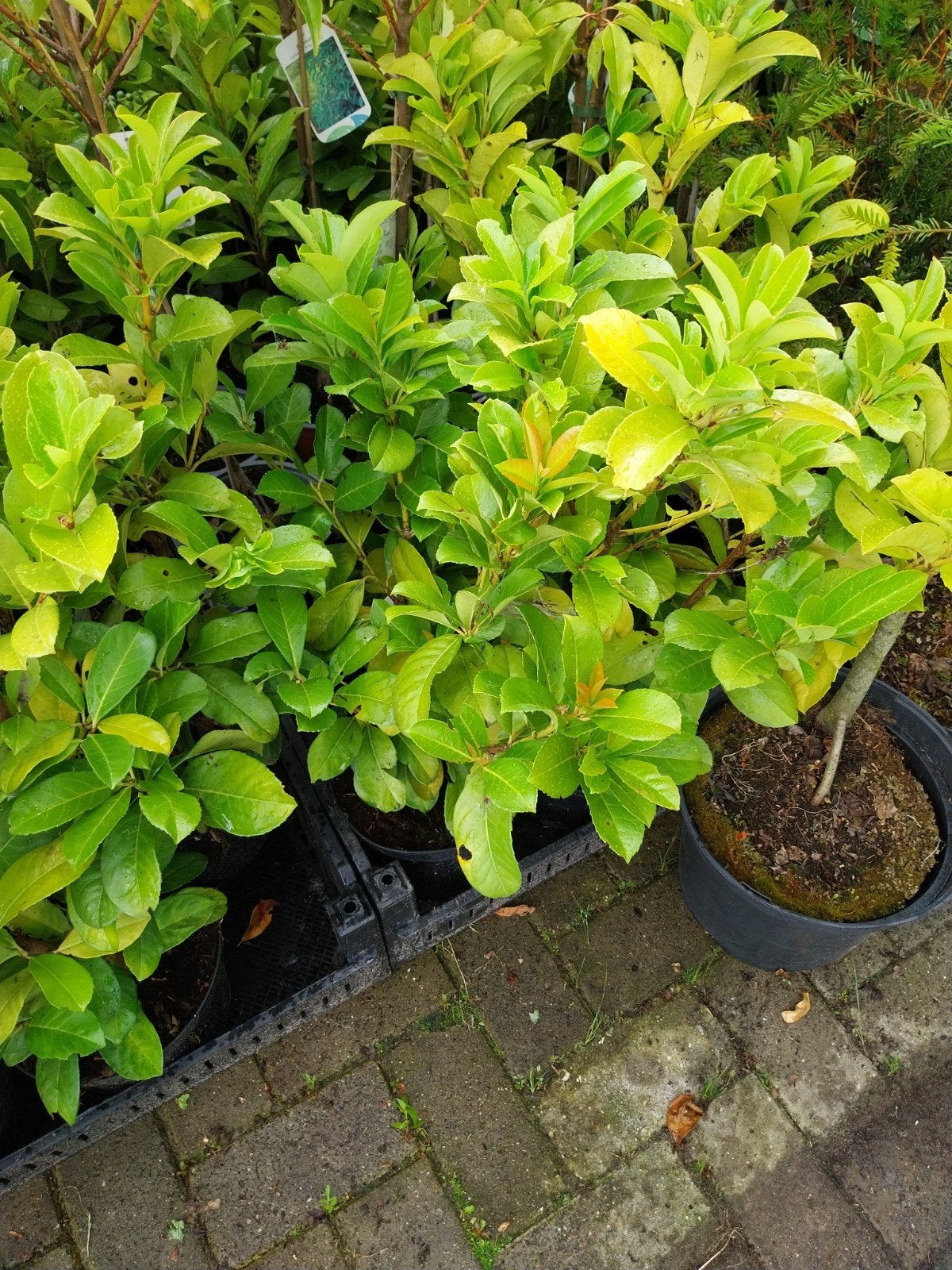 Restpartij planten: Laurier, Beuk, Taxus, Olijfwilg, Ophalen, Overige soorten, Volle zon
