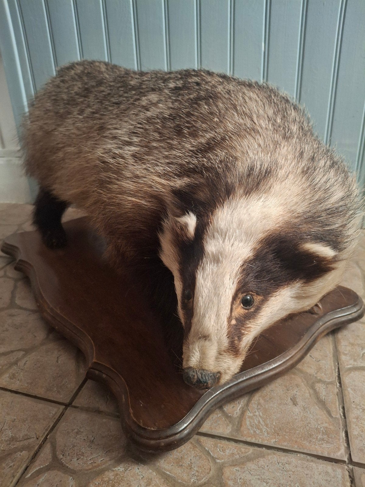 Opgezette das - Taxidermie, Verzamelen, Dierenverzamelingen, Ophalen of Verzenden, Gebruikt, Wild dier, Opgezet dier