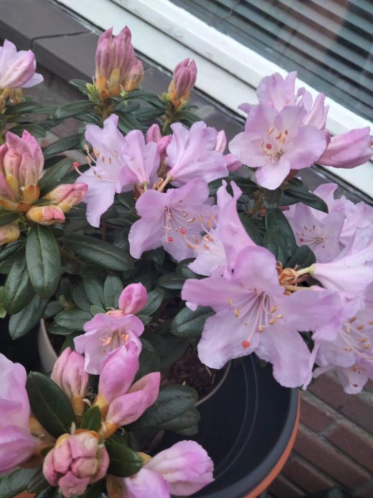 Rododendron 🌸, Ophalen