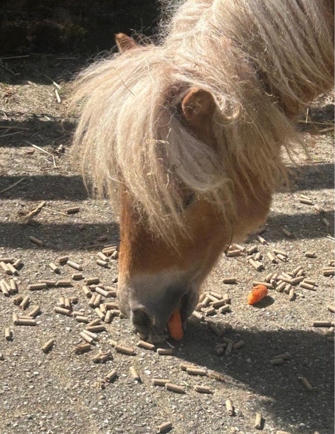 Stalling gezocht 3 spring paarden en shetland hengst, Dieren en Toebehoren, Stalling en Weidegang, Stalling